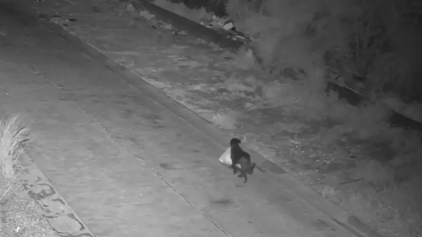 إيطالي يدرب كلبه على رمي القمامة بالشارع ليفلت من الغرامات